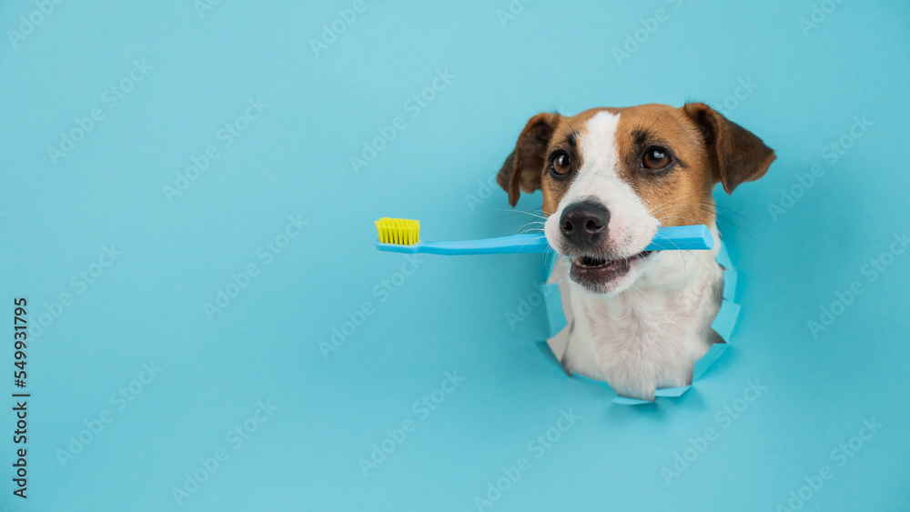 The muzzle of a Jack Russell Terrier sticks out through a hole in a paper blue background and holds an orange toothbrush.
