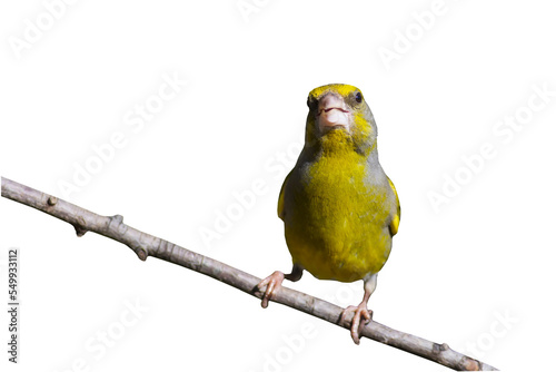 Quadro em tela Isolated bird