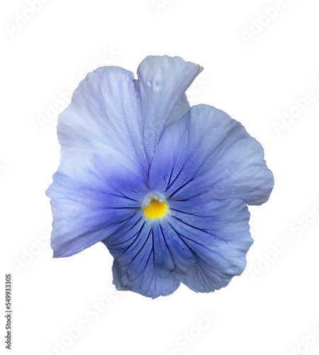 Detailed macro PNG cutout selection image of a Blue Pansy flower blossom isolated on a transparent background. Custom insert art image. © geoff childs. 