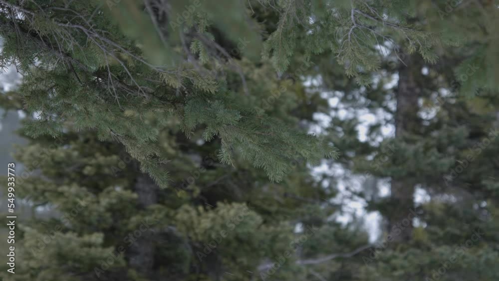 Christmas tree branch is waving in winter forest in Rocky Mountains Christmas tree branch is waving in winter forest in Rocky Mountains