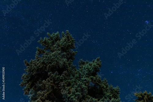 Silhouette of the night forest against the background of the starry sky. background image. Christmas trees against a starry sky. beautiful night scenery