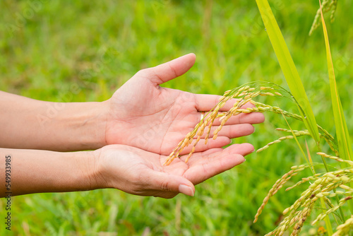 Close-up of hands tenderly touching young rice in the paddy field