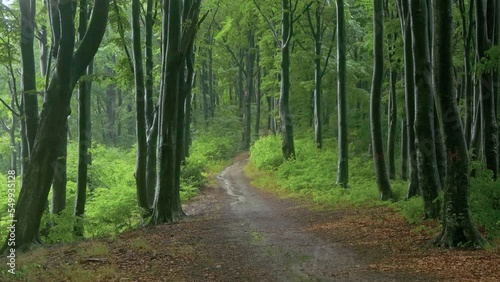 Rain inside the forest. Bright trail in the forest. Static shot