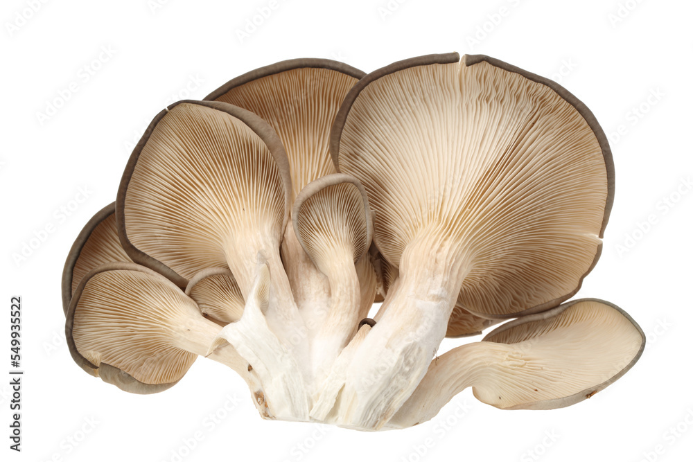 oyster mushroom on white background oyster mushroom on white background
