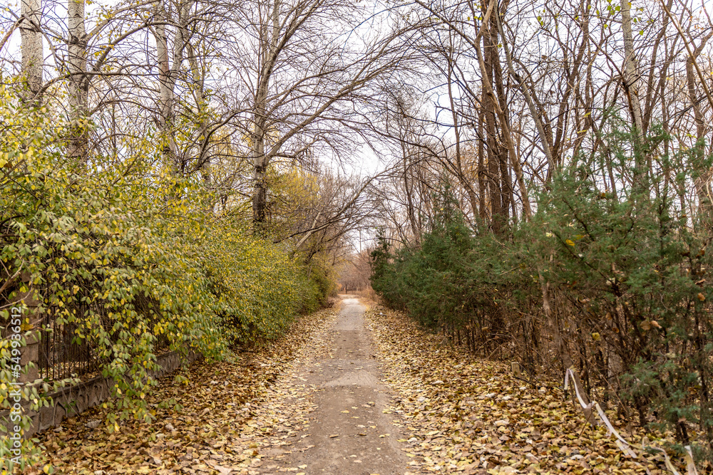 forest path autumn winter environment forest path autumn winter environment