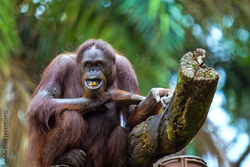 Fototapeta Naklejka Na Ścianę i Meble -  Orangutan