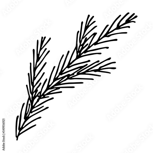 Hand drawn spruce branch clipart. Twig of coniferous tree doodle. Christmas and winter design element