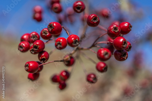 Red hawthorn berries in autumn background  branch with hawthorn fruit. Selective focus.