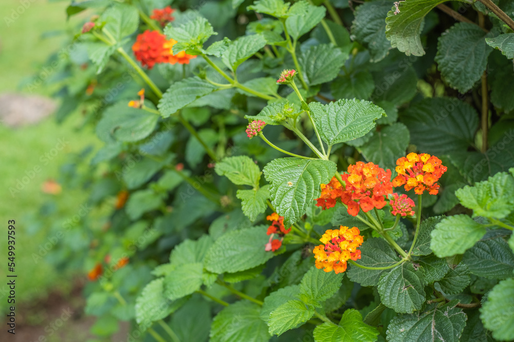 Orange flowers from a bush with green leaves, in a park, outdoors, on an autumn afternoon. Tenerife, Canary Islands Spain. Orange flowers from a bush with green leaves, in a park, outdoors, on an autumn afternoon. Tenerife, Canary Islands Spain.