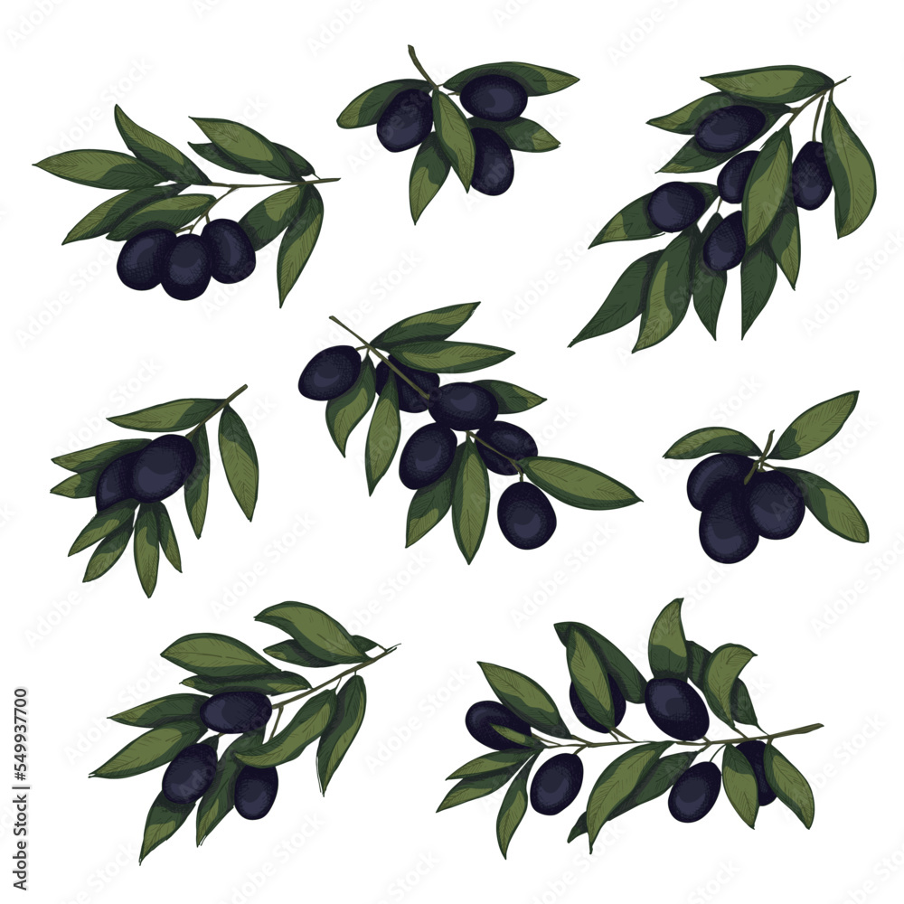 Vector sketch of olive branch. Hand drawn outline clipart set. Eco food ...