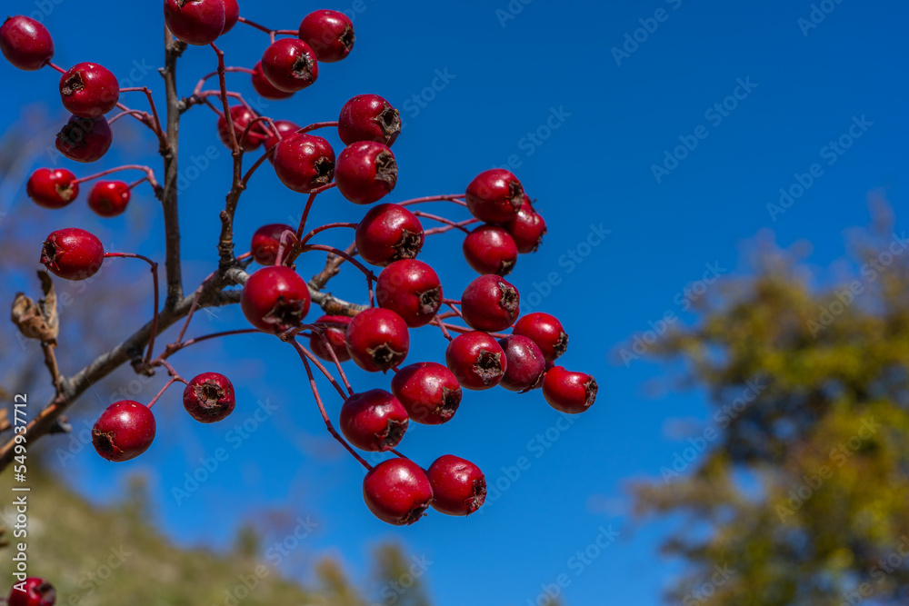 Red hawthorn berries in autumn background, branch with hawthorn fruit. Selective focus. Red hawthorn berries in autumn background, branch with hawthorn fruit. Selective focus.