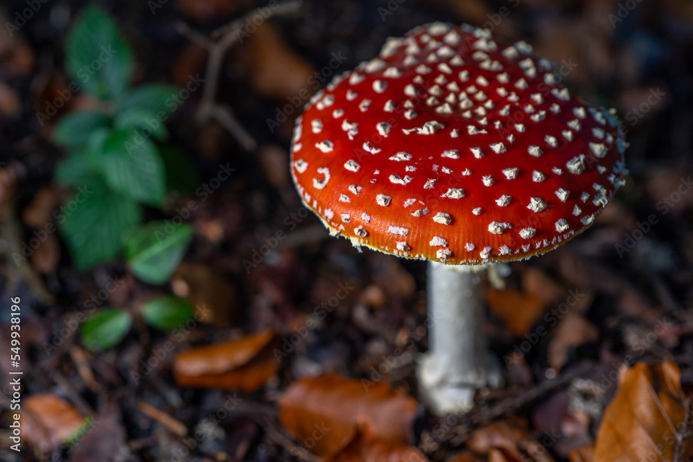 Fly agaric or fly amanita, autumn forest background. Toxic and hallucinogen mushroom. Macro close up. Fly agaric or fly amanita, autumn forest background. Toxic and hallucinogen mushroom. Macro close up.