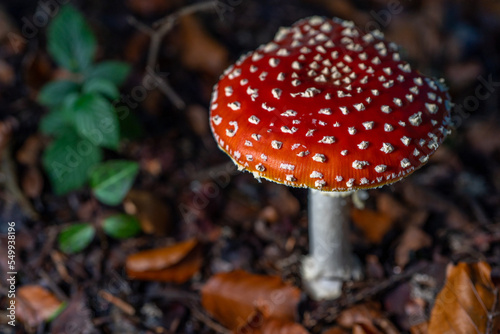Fly agaric or fly amanita, autumn forest background. Toxic and hallucinogen mushroom. Macro close up.