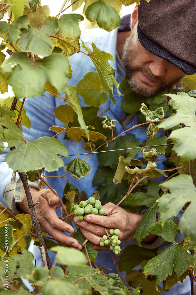 Fototapeta premium Farmer in his vineyard checking and protecting his products, grape fruit in Farm and product for wine.