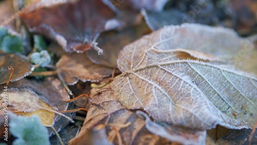 Fallen leaves with hoary frost. Autumn leaves on the ground. Pan.