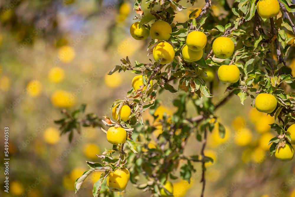 Harvest of apples on a plantation in the garden. Fruit trees with apples. Ripe fruits on the branches of a tree. Gardening in agriculture. Harvest of apples on a plantation in the garden. Fruit trees with apples. Ripe fruits on the branches of a tree. Gardening in agriculture.