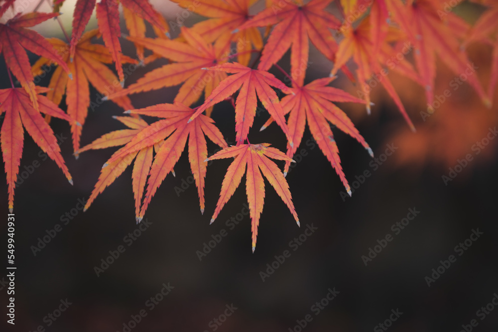 紅葉 紅葉
