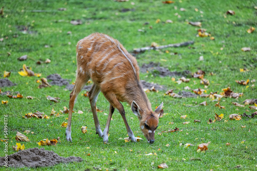 Sitatunga Antelope In The Meadow