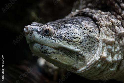 Common Snapping Turtle Underwater Portrait