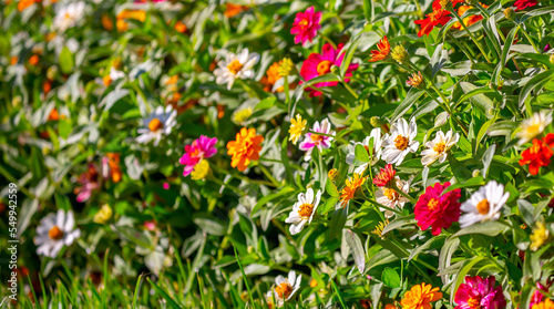 Multicolored flowers close-up. Bouquet of colorful flowers. City flower beds, a beautiful and well-groomed garden with flowering bushes.