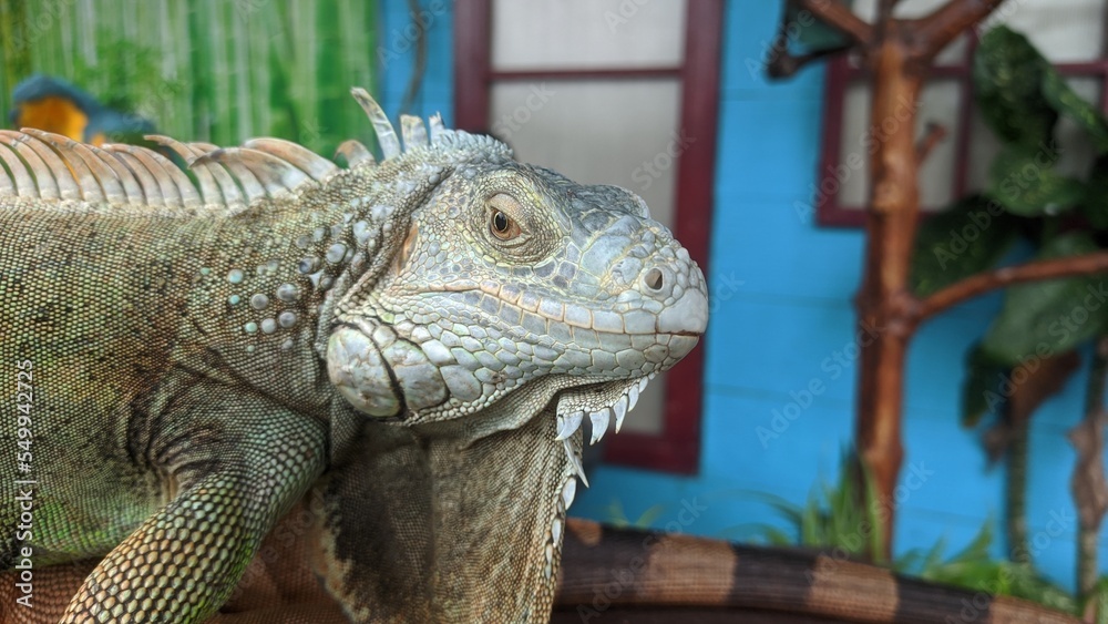 Fototapeta premium Portrait of an iguana in profile. Green iguana is a lizard reptile in the genus Iguana in the iguana family and in the subfamily Iguanidae.