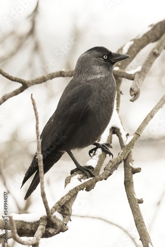 Euroean Jackdaw (Coloeus Monedula) sitting on bench in winter Prague photo