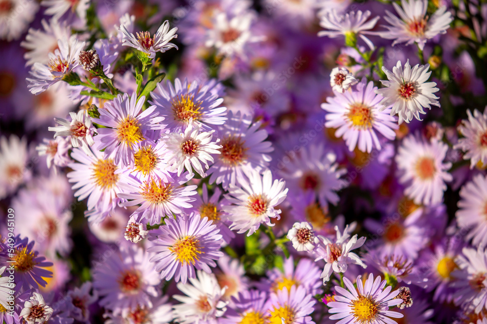 Lilac flowers close up. Bouquet of purple flowers. City flower beds, a beautiful and well-groomed garden with flowering bushes. Lilac flowers close up. Bouquet of purple flowers. City flower beds, a beautiful and well-groomed garden with flowering bushes.