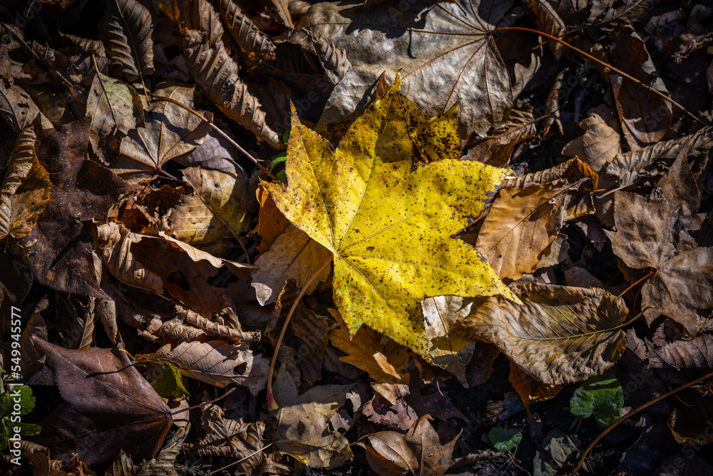Obraz premium Autumn leaves closeup view - natural background.
