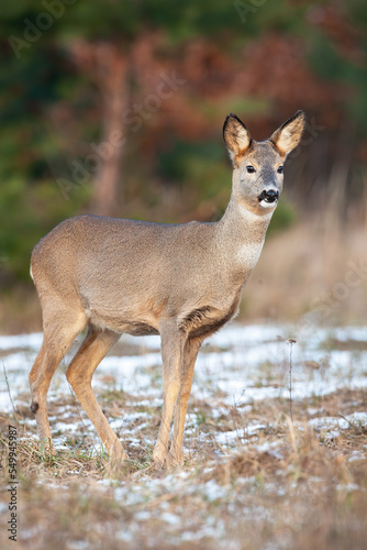 Roe deer, capreolus capreolus, standing on dry snowy grass in autumn nature. Female mammal looking on pasture in winter. Brown doe watching on glade in vertical shot.
