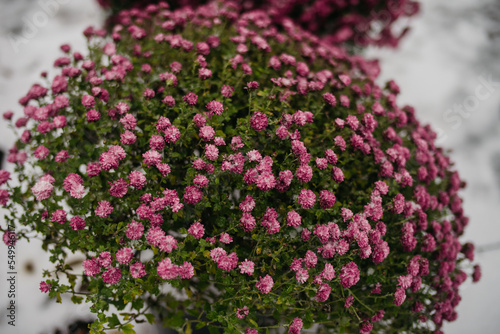 Red chrysanthemum flowers in the snow