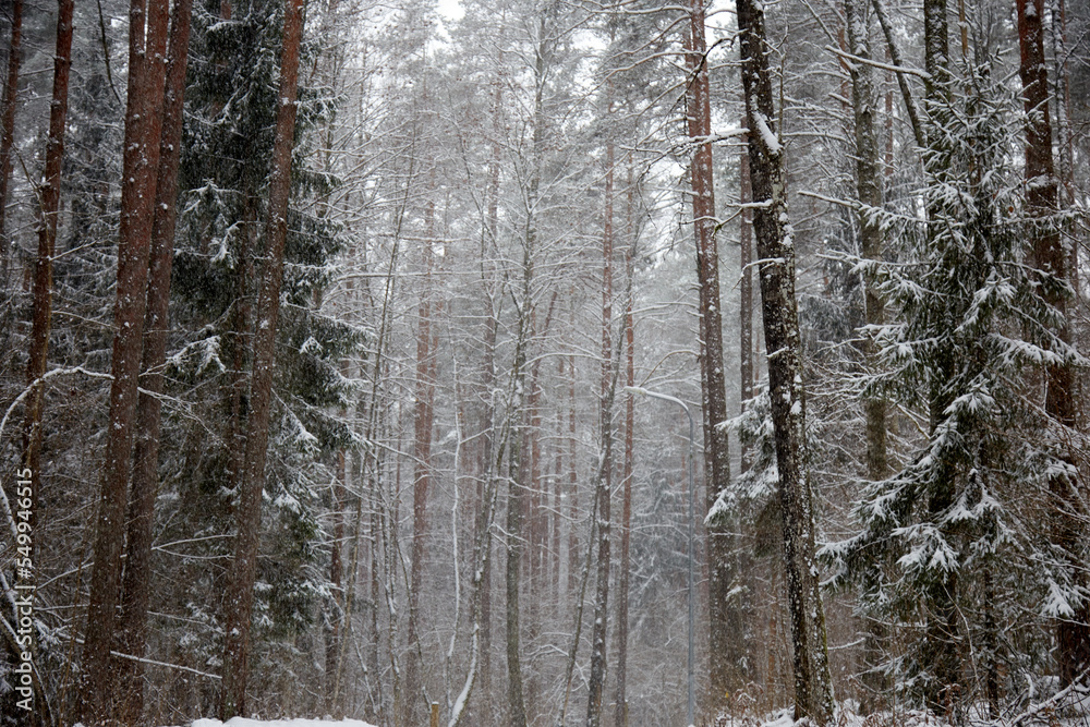 Winter forrest during snowfall, selective focus Winter forrest during snowfall, selective focus