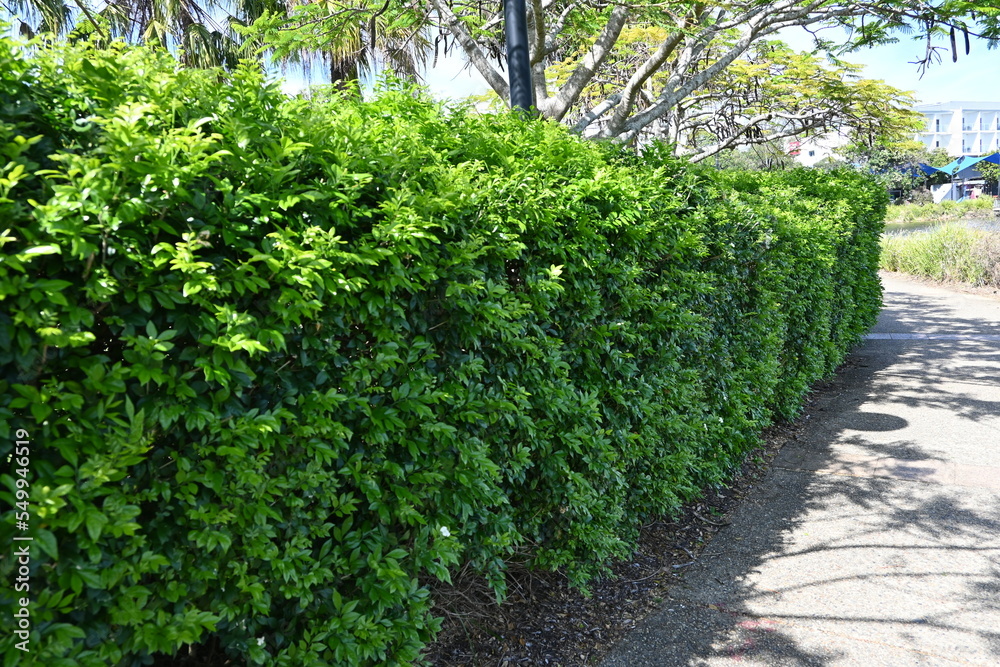 Australian Hedge