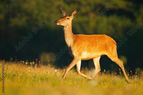 Photo Red deer, cervus elaphus, running on pasture in summertime sunlight