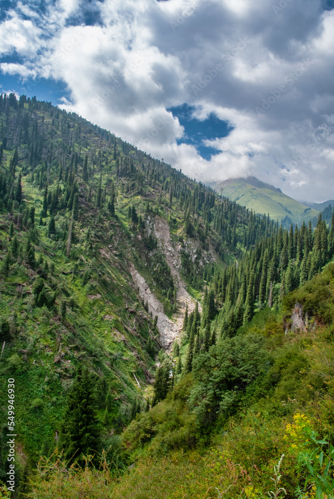 forest in the mountains