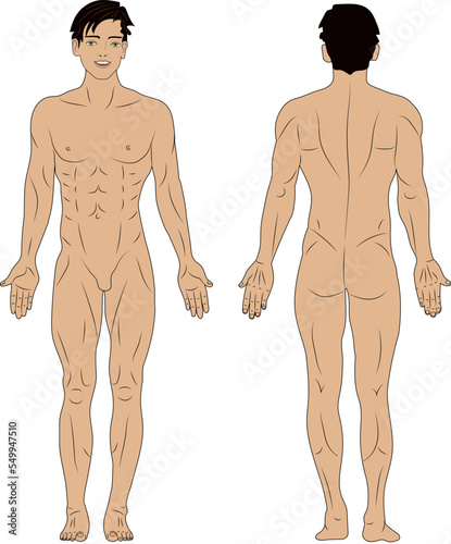 Human body. Male body front and back.
