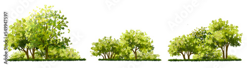 watercolor of tree side view isolated on white background for landscape and architecture drawing  elements for environment and garden  painting botanical for section and elevation