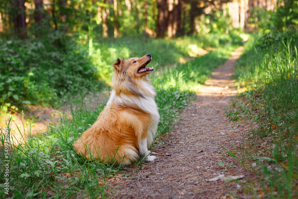 Naklejka premium Happy Shetland Sheepdog sheltie dog in a summer forest