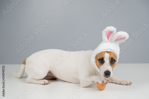 Jack Russell Terrier dog in bunny ears lies with an egg. Copy space. 