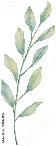 Watercolor leaves botanical natural element illustration 