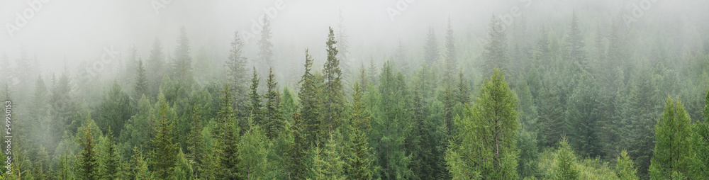 Mountain taiga in the morning fog, wild coniferous forest, large panorama