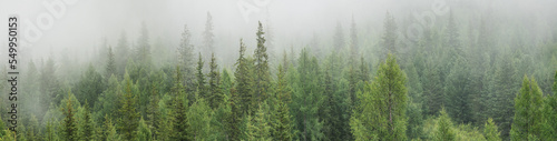 Mountain taiga in the morning fog, wild coniferous forest, large panorama