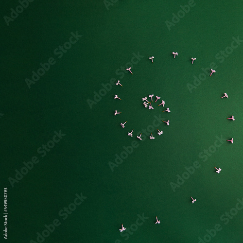 lilac flowers lays on the green background arranged in a spiral line. Copy space
