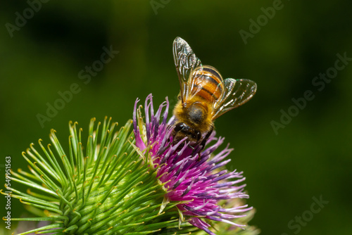 Bee colecting polen from a Greater burdock Arctium lappa flower closeup © Oleh Marchak