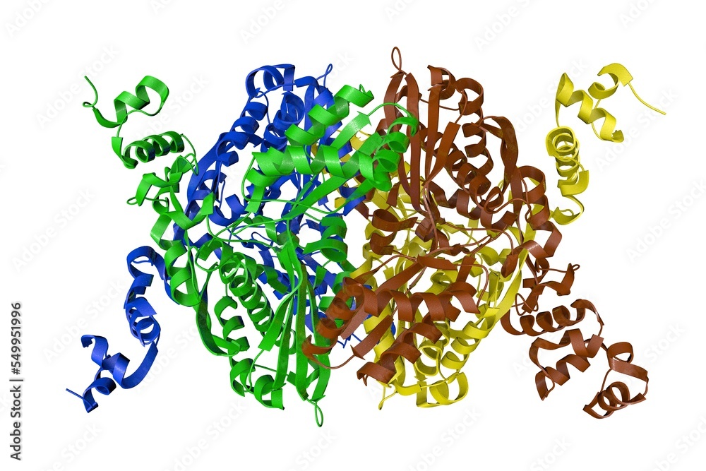 Substituted pyrazoles as hepatselective HMG-CoA reductase inhibitors. Ribbons diagram with differently colored protein chains based on protein data bank entry 2r4f. 3d illustration