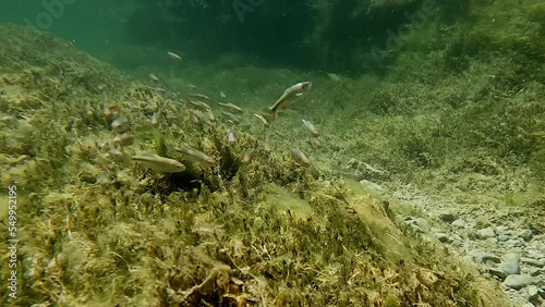 School of native minnow fish swimming in desert spring creek flowing from Lea Lake at Bottomless Lakes State Park in Roswell, New Mexico. 4K HD underwater video. photo