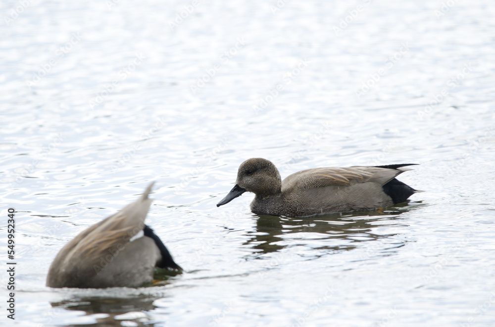 Fototapeta premium Common gadwall Mareca strepera strepera. Males. Lake Yunoto. Nikko National Park. Japan.