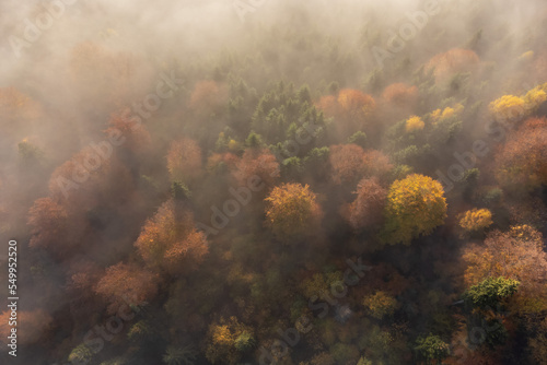 Autumn aerial view of the colorful forest