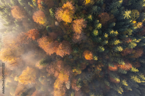 Autumn aerial view of the colorful forest