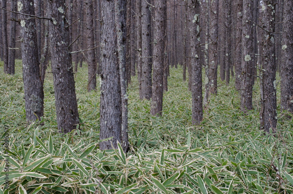 Fototapeta premium Forest of Japanese larch Larix kaempferi. Nikko National Park. Japan.