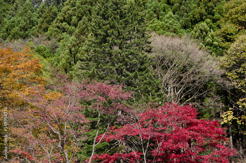 Mixed forest in autumn. Nikko National Park. Japan.